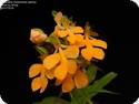 Habenaria rhodocheila Yellow